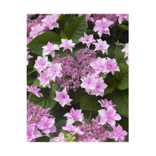 Гортензія великолиста Доппіо Троянда Hydrangea macrophylla 'Doppio Rosa' 2,5 льоти