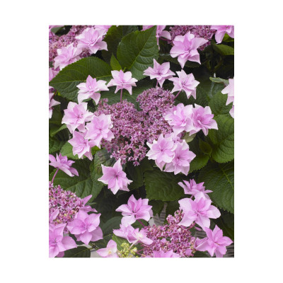 Гортензія великолиста Доппіо Троянда Hydrangea macrophylla 'Doppio Rosa' 2,5 льоти