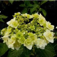 Гортензия крупнолистная (лат. Hydrangea macrophylla Doppio Bianco)