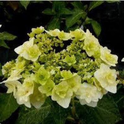 Гортензія великолиста (лат. Hydrangea macrophylla Doppio Bianco)