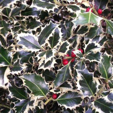 Новинка, Падуб Argentea Marginata' 2хл