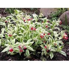 НОВИНКА. Pulmonaria rubra David Ward (Медуниця Девід Вард)