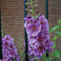 ВЕРБАСКУМ/КІВ'ЯК SUGAR PLUM (ЛАТ. VERBASCUM SUGAR PLUM)