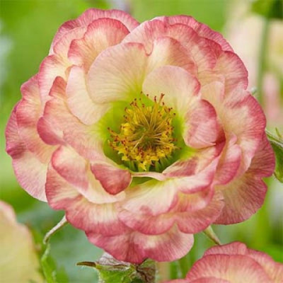 ГРАВІЛАТ Космополітен. Geum hybrid Cosmopolitan.