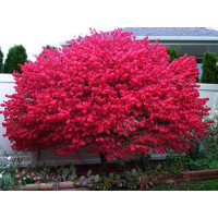 Бересклет крилатий (Euonymus alatus) 2х років