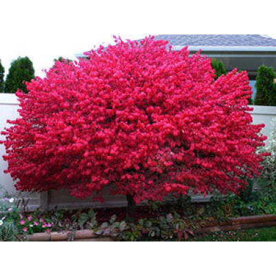 Бересклет крилатий (Euonymus alatus) 2х років