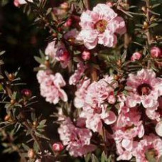 НОВИНКА, ЛЕПТОСПЕРМУМ Leptospermum Apple Blossom 2,5 льоту