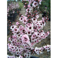 НОВИНКА, ЛЕПТОСПЕРМУМ Leptospermum Apple Blossom 2,5 льоту
