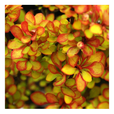 . Барбарис Тунберга (Berberis thunbergii) Limoncello  2,5ЛЕТКИ