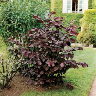 Новинка.  Фундук звичайний Сирена Фундук свічайний Сирена Corylus avellana Syrena