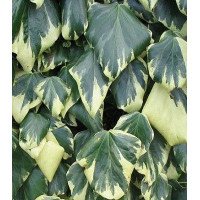 Плющ колхидський Dentata Variegata 2,5 літки,