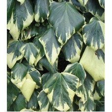 Плющ колхидський Dentata Variegata 2,5 літки,