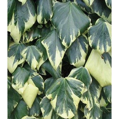 Плющ колхидський Dentata Variegata 2,5 літки,