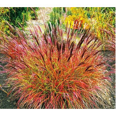 Мискантус китайский Red Chief (Ред Чиф), Miscanthus sinensis Red Chief.Мискантус Red Chief 2х летка