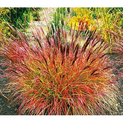 Мискантус китайский Red Chief (Ред Чиф), Miscanthus sinensis Red Chief.Мискантус Red Chief 2х летка