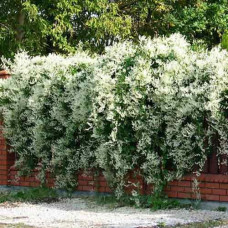 Горець бальдужанський 2х льотка