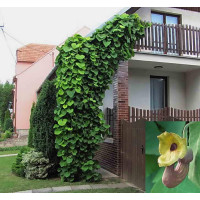 Кирказон широколистный лианна декоративная 2,5л