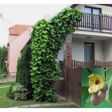 Кирказон широколистий ліанна декоративна 2,5 л