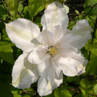 Клематис Чайка