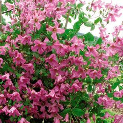 Kлематис diversifolia Heather Herschell