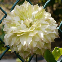 Клематис Midori ( Мідорі )