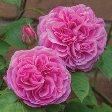 Троянда Gertrude Jekyll (Троянда Гертруд Джекіл)