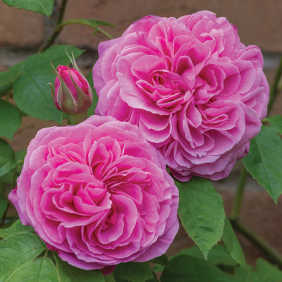 Роза Gertrude Jekyll(Роза Гертруд Джекилл)