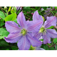Клематис Емілія Платер (Clematis viticella Emilia Plater).