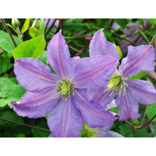 Клематис Емілія Платер (Clematis viticella Emilia Plater).