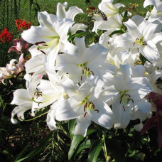 Лілія Вілла Бланка