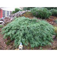 Мікробіота 