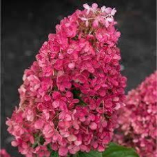 Гортензія метельчата (Hydrangea paniculata `Royal Flower`)
