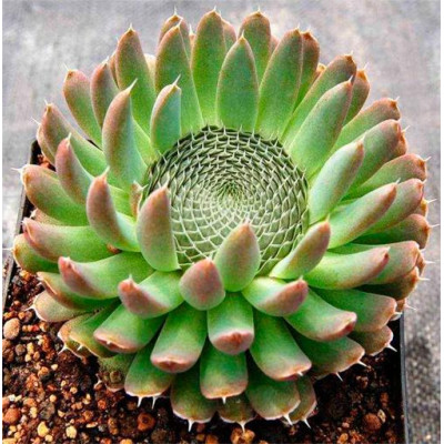 Горноколосник колючий (Orostachys spinosa)