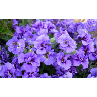 Обрієта махрова Dublette Blue