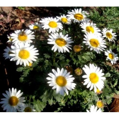 Хризантема Арктична(Chrysanthemum Arcticum)