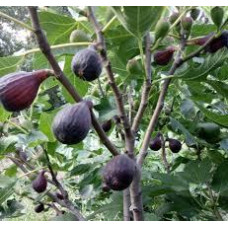 Інжир Черний принц 1,5летки контейнер