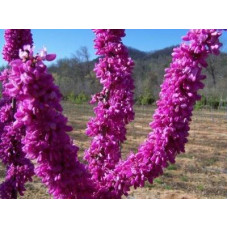 Церцис махровий канадський Pink Pom Pom (Горщик С 10 Висота 1.8-2 м)

В наявності