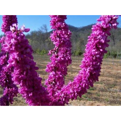 Церцис махровий канадський Pink Pom Pom (Горщик С 10 Висота 1.8-2 м)

В наявності