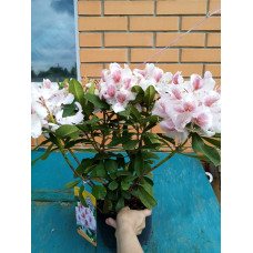 Рододендрон Беламі 4х льотка