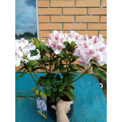 Рододендрон Беламі 4х льотка