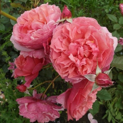 РОЗА  Ладуре Laduree 3х річні