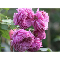 Троянда 
Durance Ancian Rosa 3х річні 
 (Дюранс Ансьйон Троянда) Massad Франція, 2008