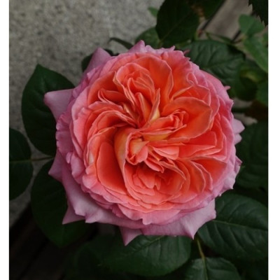 Нотр Дам дю Розэр из серии Rosa Generosa 3х річні