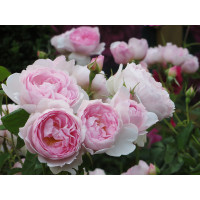 Роза Д. Остина “Септерд Айл” (Rose Austin “Scepter’d Isle”) 3х річні