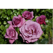 Роза флорибунда “Шокинг Блю” – Rose floribunda “Shoking Blu”