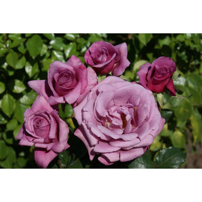 Роза флорибунда “Шокинг Блю” – Rose floribunda “Shoking Blu”