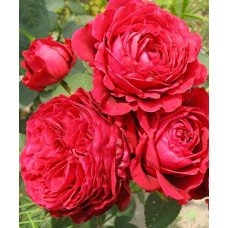 Роза 4 вітрів/Ля троянд де Катре Вен. Флорибунда (La Rose des 4 Vents)
