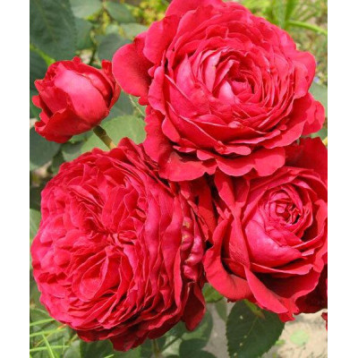 Роза 4 вітрів/Ля троянд де Катре Вен. Флорибунда (La Rose des 4 Vents)