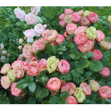 Троянда флорибунда Акрополіс Rosa floribunda Acropolis 2,5 роки