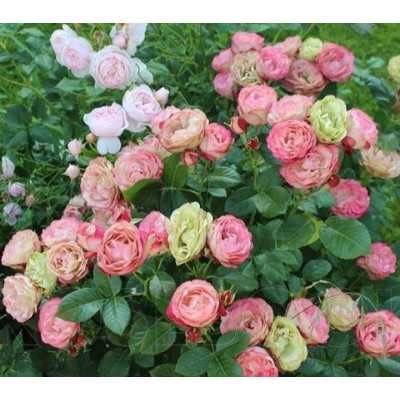 Роза флорибунда Акрополис– Rosa floribunda Acropolis 2,5 роки